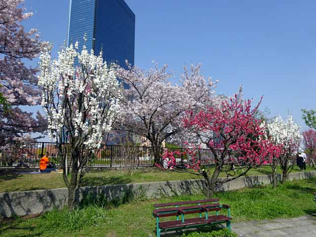 大阪城 　桃園 ももと桜(10).JPG