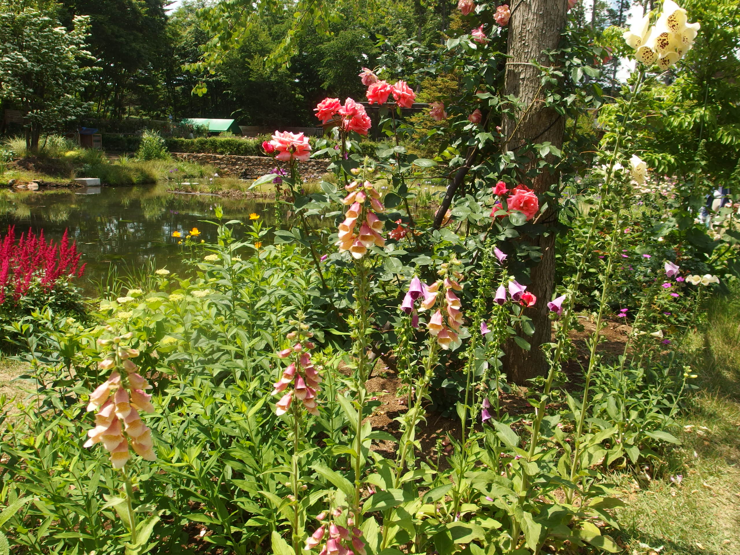 2015-06-10 12.29.36.jpg