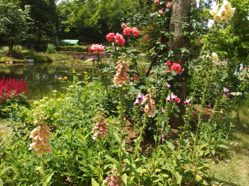 2015-06-10 12.29.36.jpg