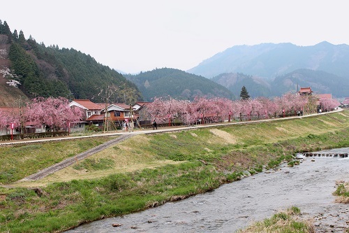新庄川の枝垂桜 (4).JPG