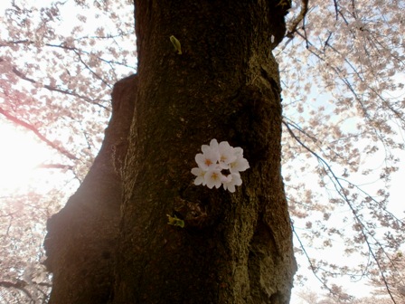 満開の桜３.jpg