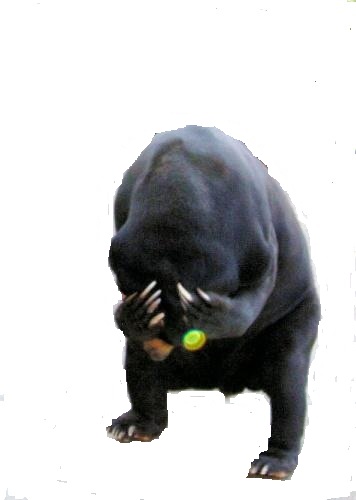 bear001.jpg