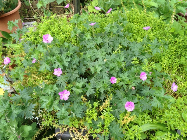 IMG_8961 (640x480).jpg