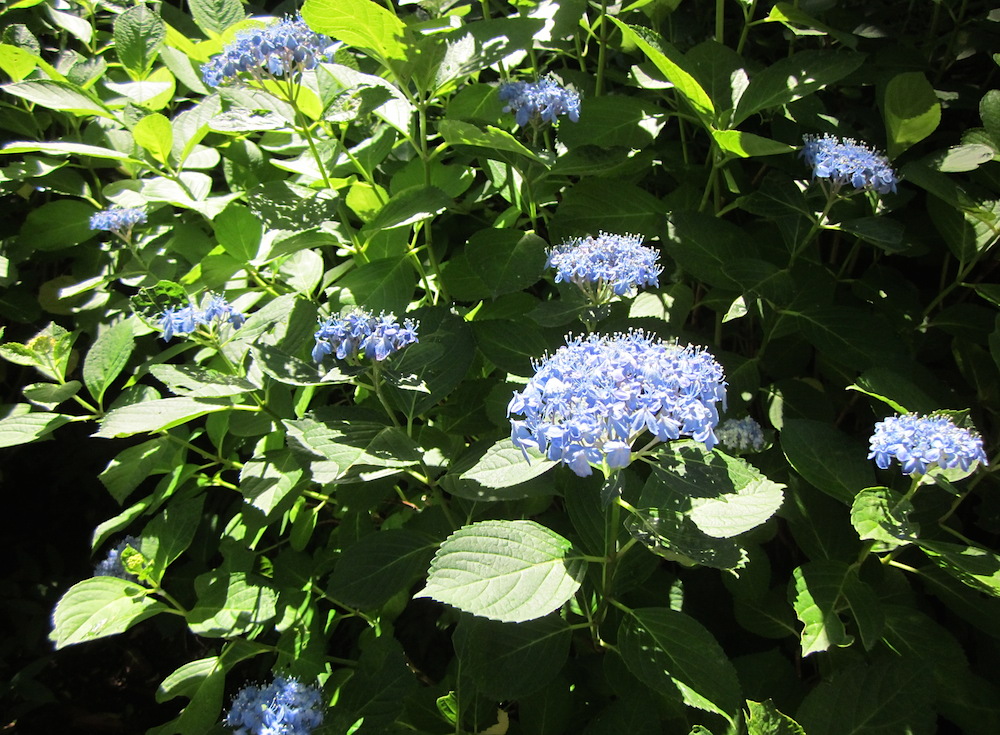 2016kamakura016.JPG