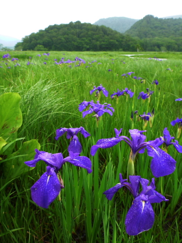 尾瀬ヶ原201307083.jpg