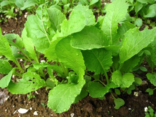 5ページ目の 野菜 しろうと自然科学者の自然観察日記 楽天ブログ