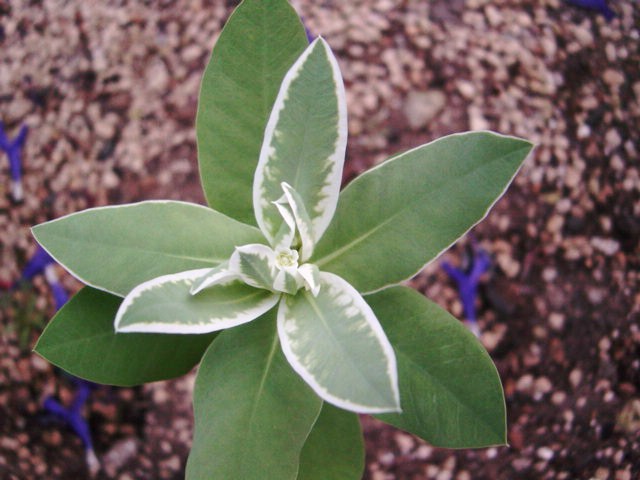 DSC09274.JPG
