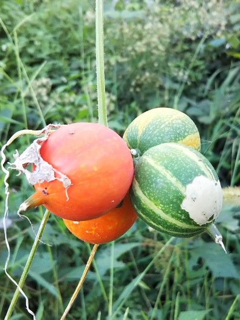 緑とオレンジ2018_名前分からず