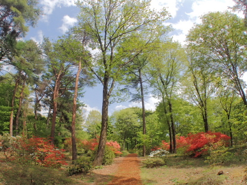 620160507赤城自然園.jpg