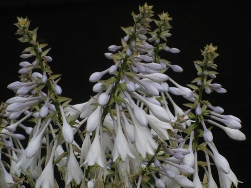 長い葉柄の先に名前の通りの大きな葉をつけるオオバギボウシの花 自然観察の振返り 13 キジカクシ科の植物 第2回 しろうと自然科学者の自然観察日記 楽天ブログ