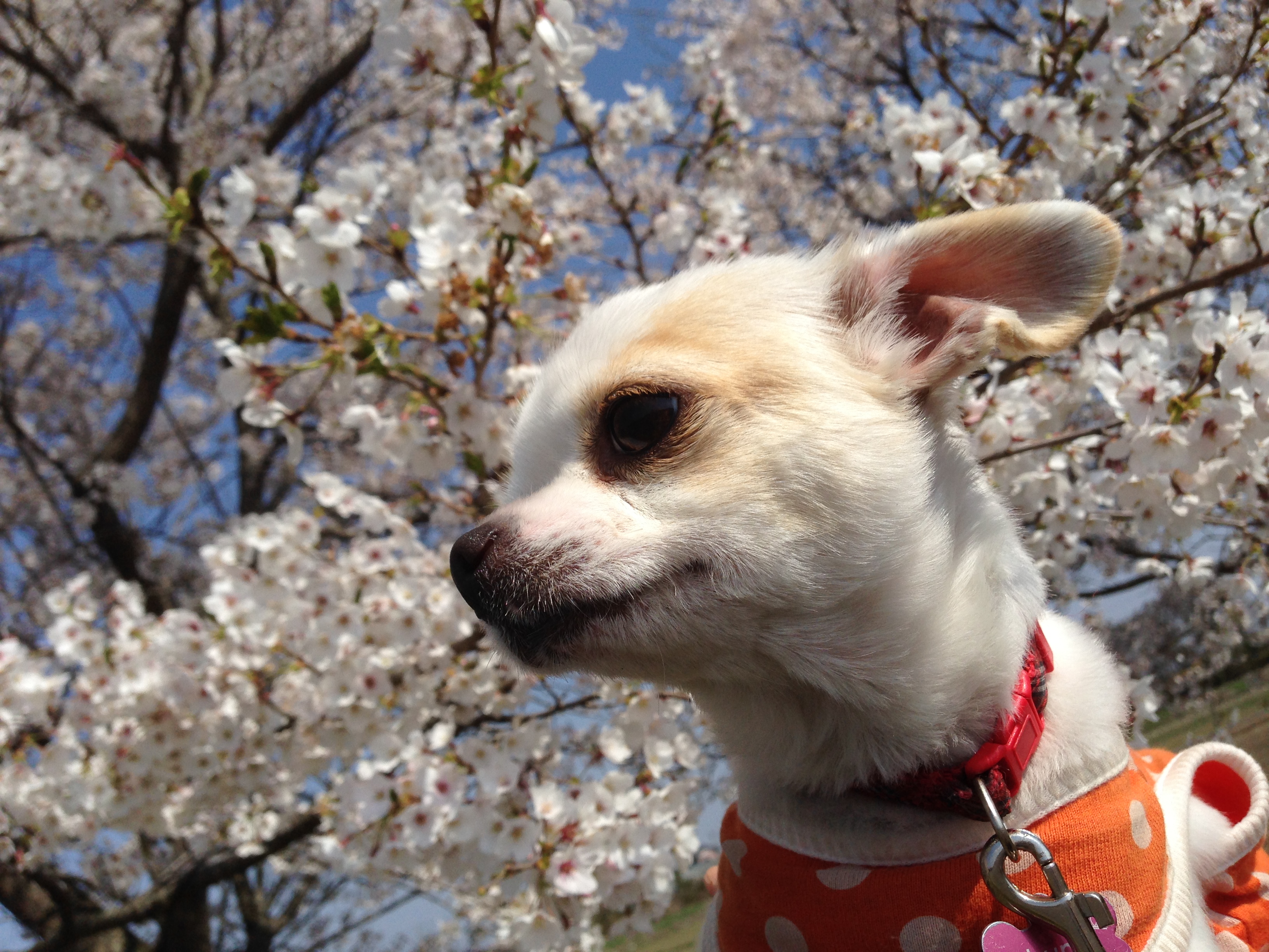 201404081613_3715_iphone.jpg