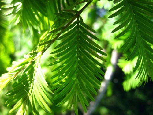 葉が羽状に対生しているメタセコイアの木 5月末の静岡県富士宮市 田貫湖周辺での自然観察 その19 しろうと自然科学者の自然観察日記 楽天ブログ
