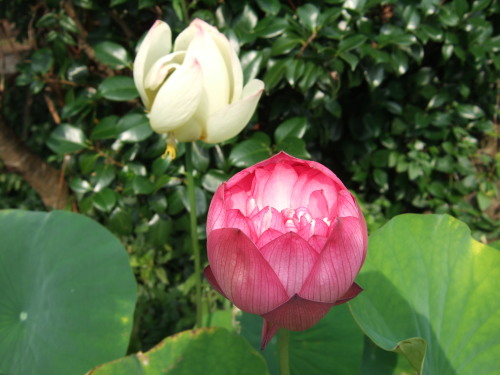 2013_0811lotus0021.JPG