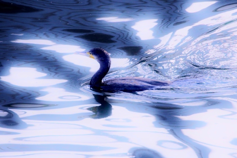 P95A0153 (800x533).jpg