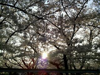 岡山市街の桜　その５