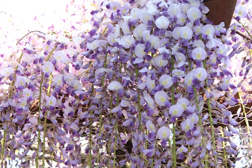 フジの花と猫 (20).JPG