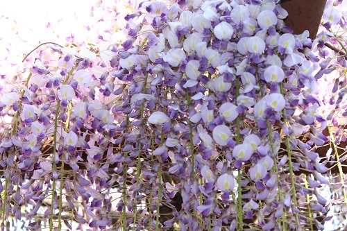 フジの花と猫 (20).JPG