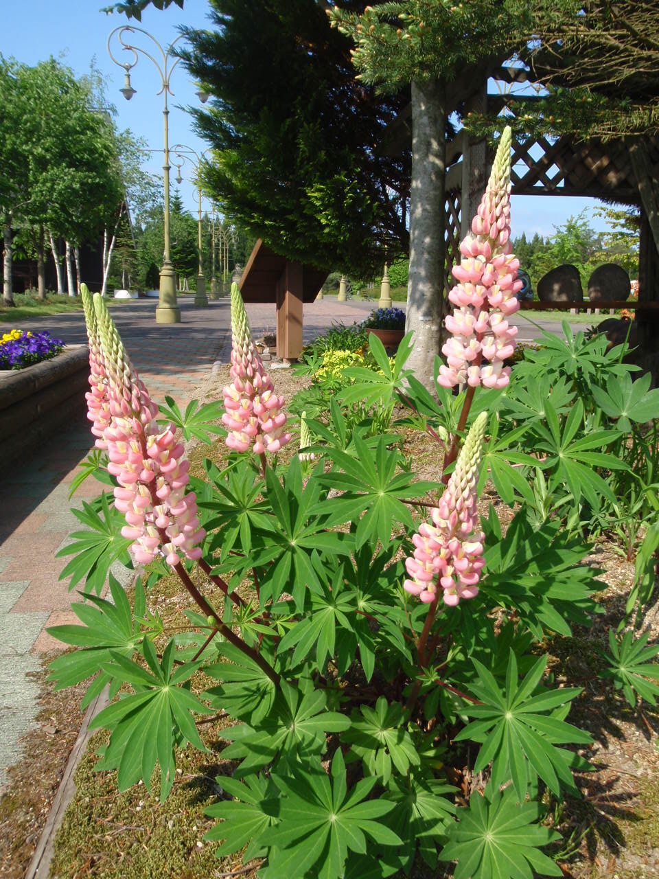 P5310063.JPG