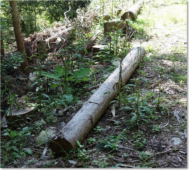 66この丸太で一休み