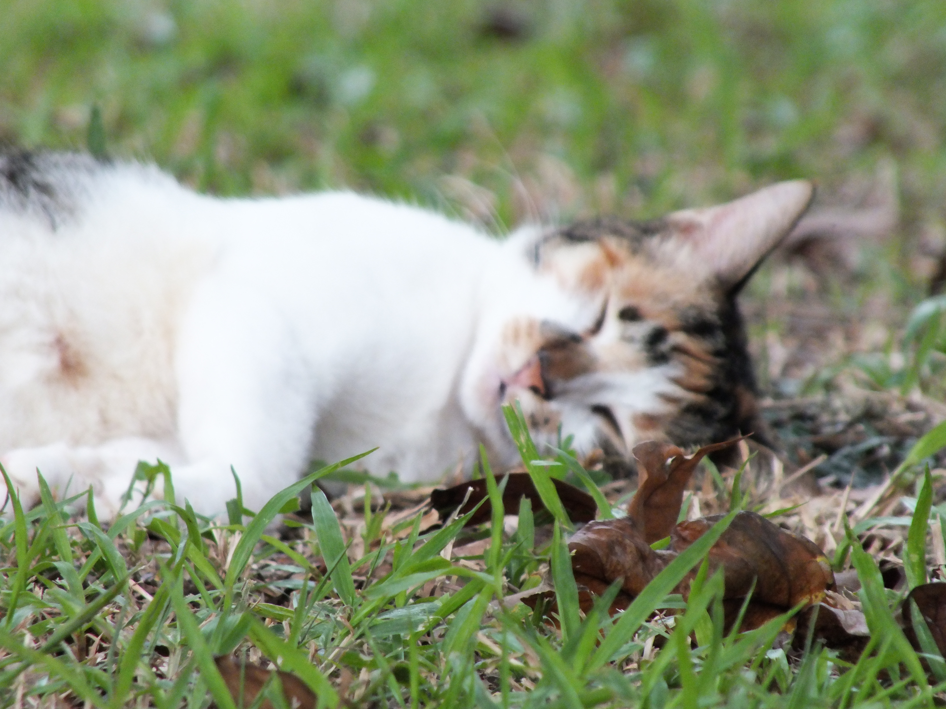 DSCF2391.JPG