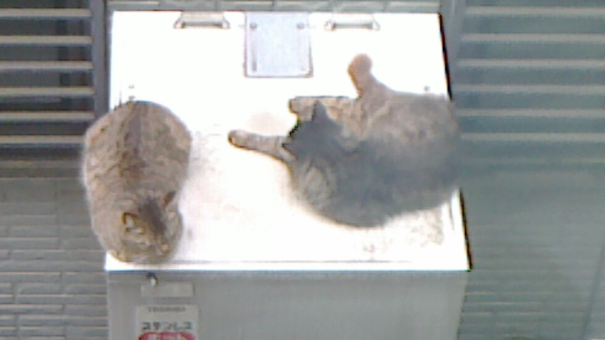 NEC_0250.JPG