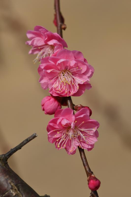 DSC_032512.JPG