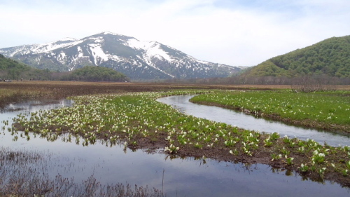 尾瀬水芭蕉ツアー3.jpg