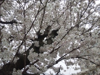 2015年桜その3