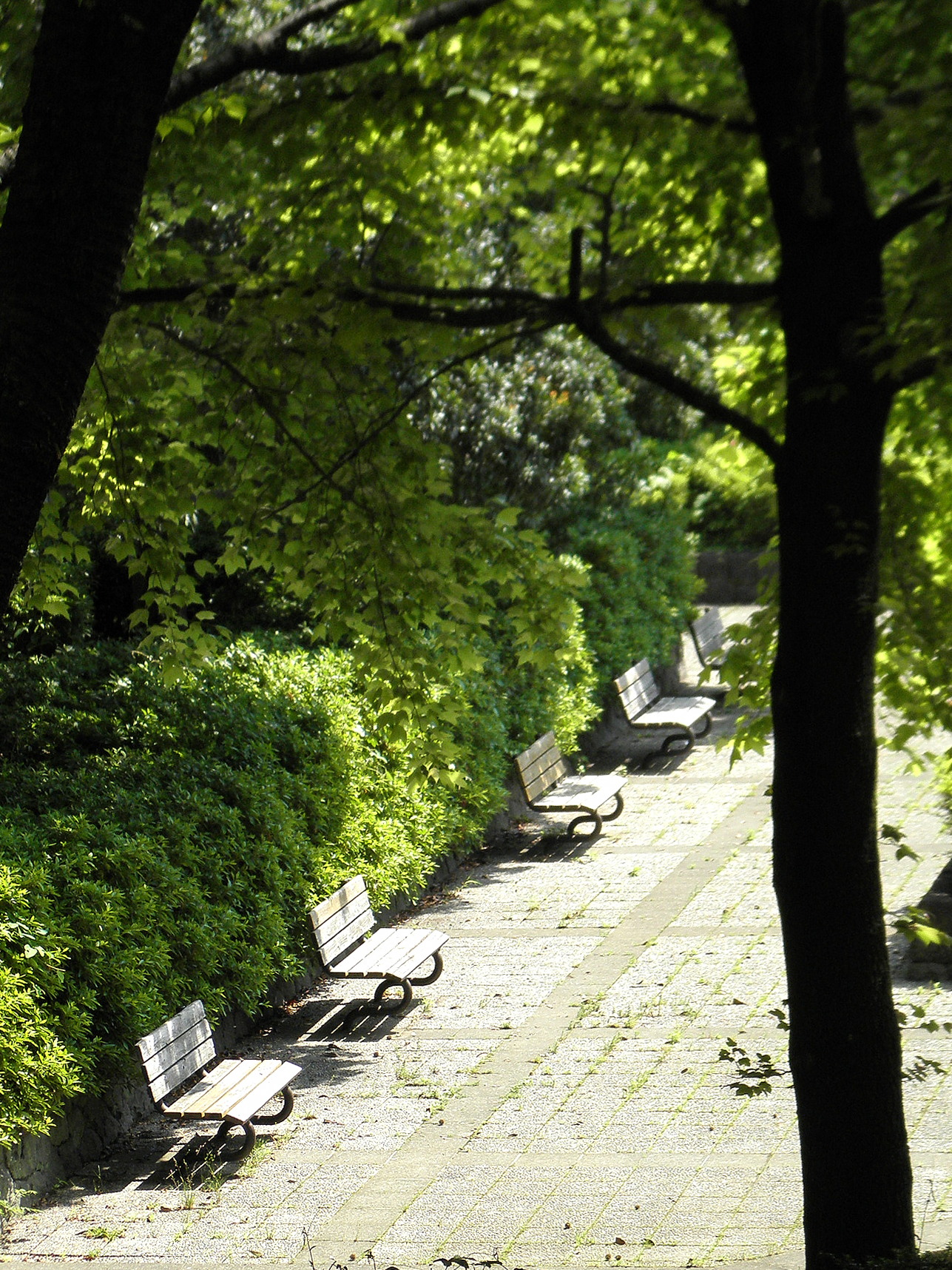 鴨志田公園１　12.05.26.jpg