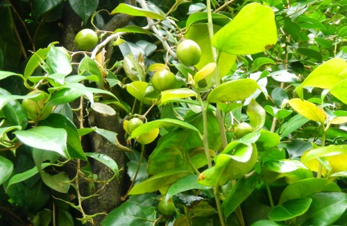 川俣神社 (3).JPG