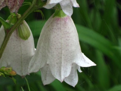 萼片が花冠のように変化して二重の花冠になった変異種、二重 ...