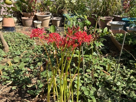 曼珠沙華.jpg