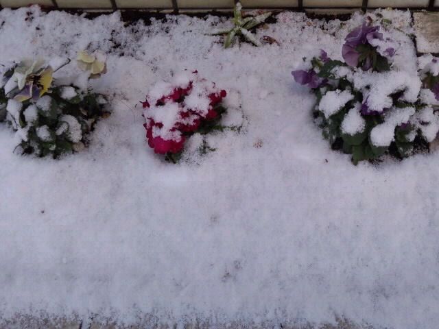雪の花壇2018
