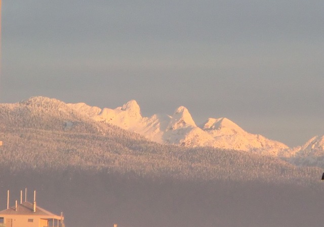 lions ears.jpg
