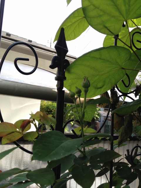 IMG_9284 (480x640).jpg