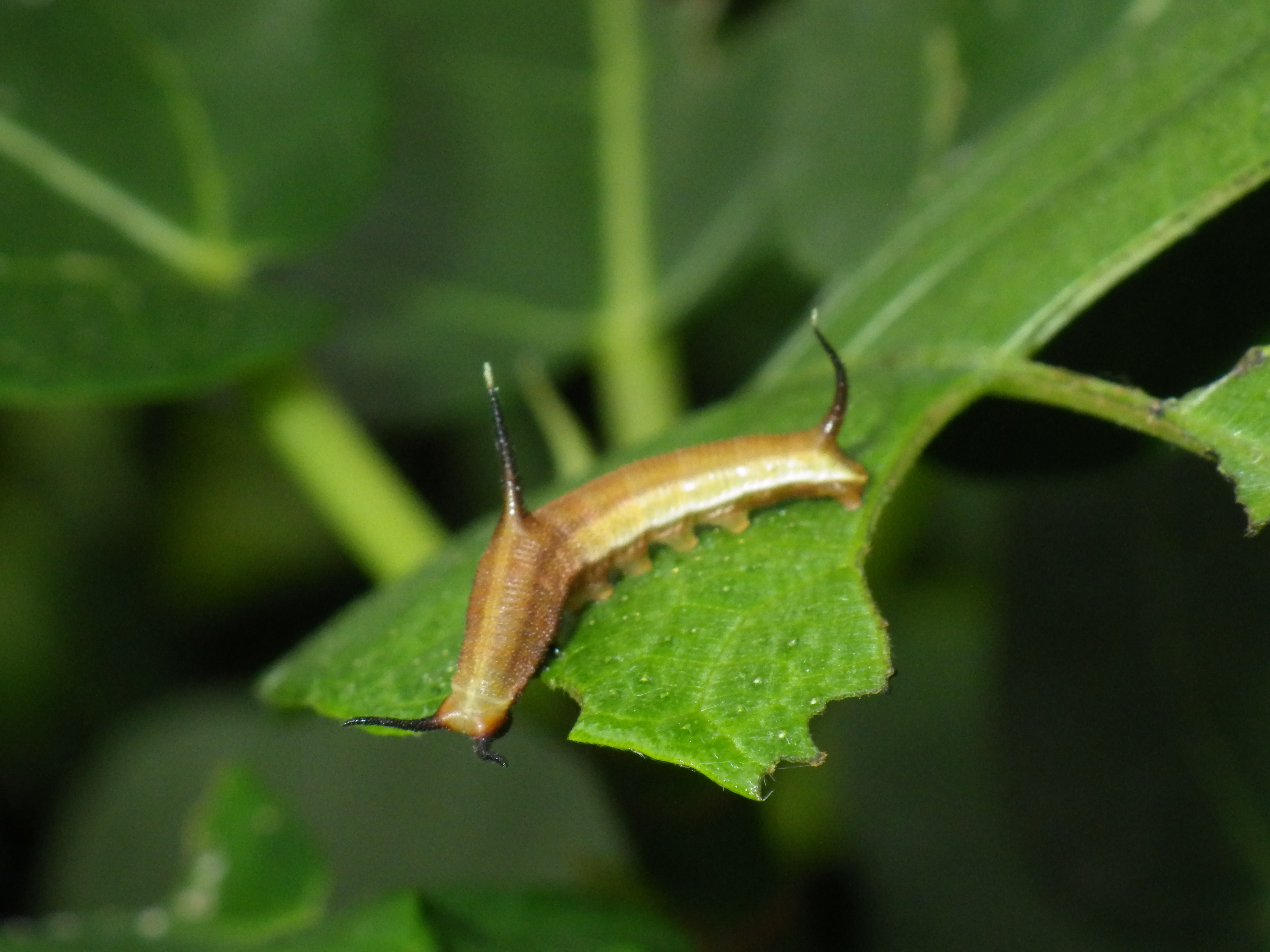 イシガケチョウの幼虫