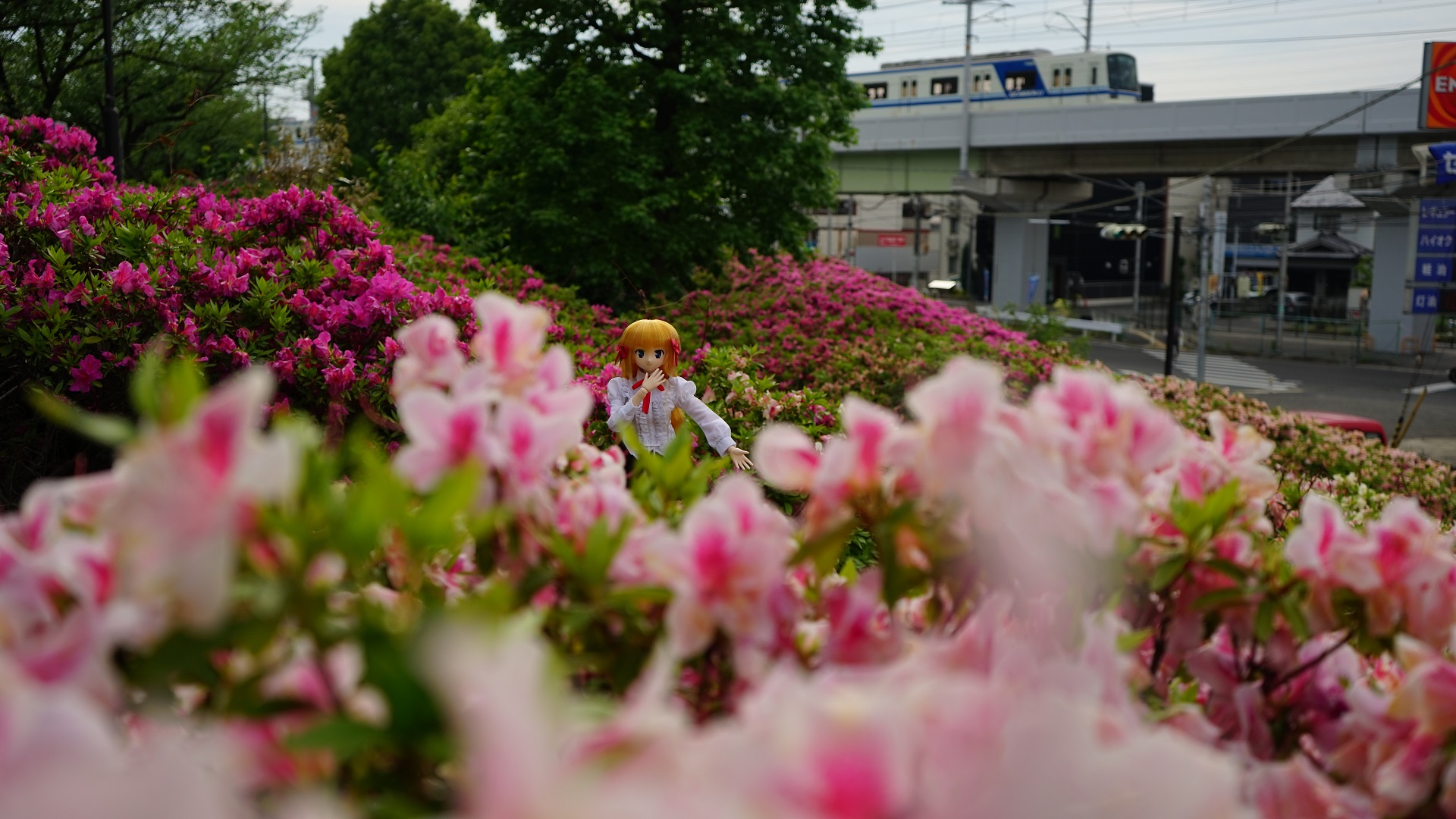 堺(水賀池公園)　つつじと泉北高速鉄道3.jpg