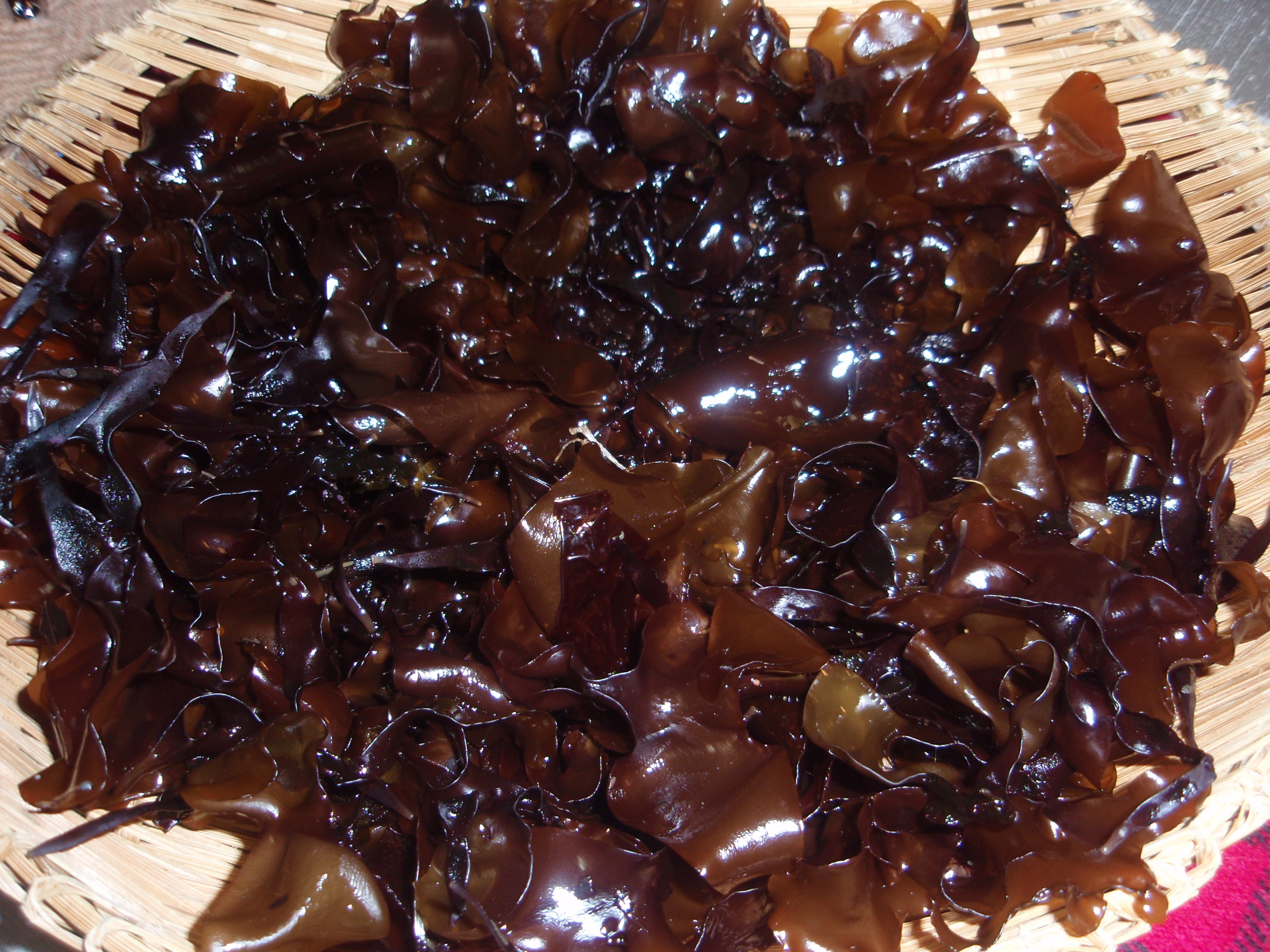 アンモナイト・かめむし・ほとけのみみ 008.jpg