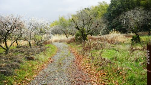 004北・山の辺の道（崇道天皇陵から円照寺への山道） (2).JPG
