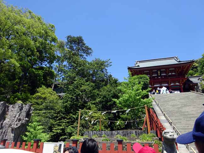 鶴ヶ丘八幡宮 銀杏の木　新銀杏の木 (1).JPG