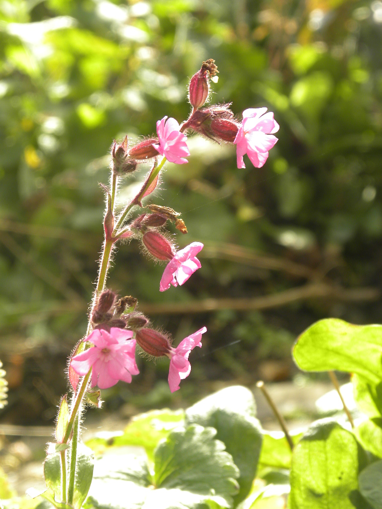 DSCN9455.JPG