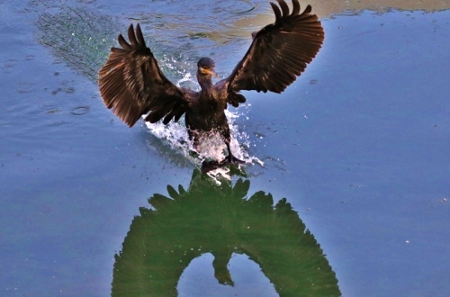 P95A0399 (800x528).jpg