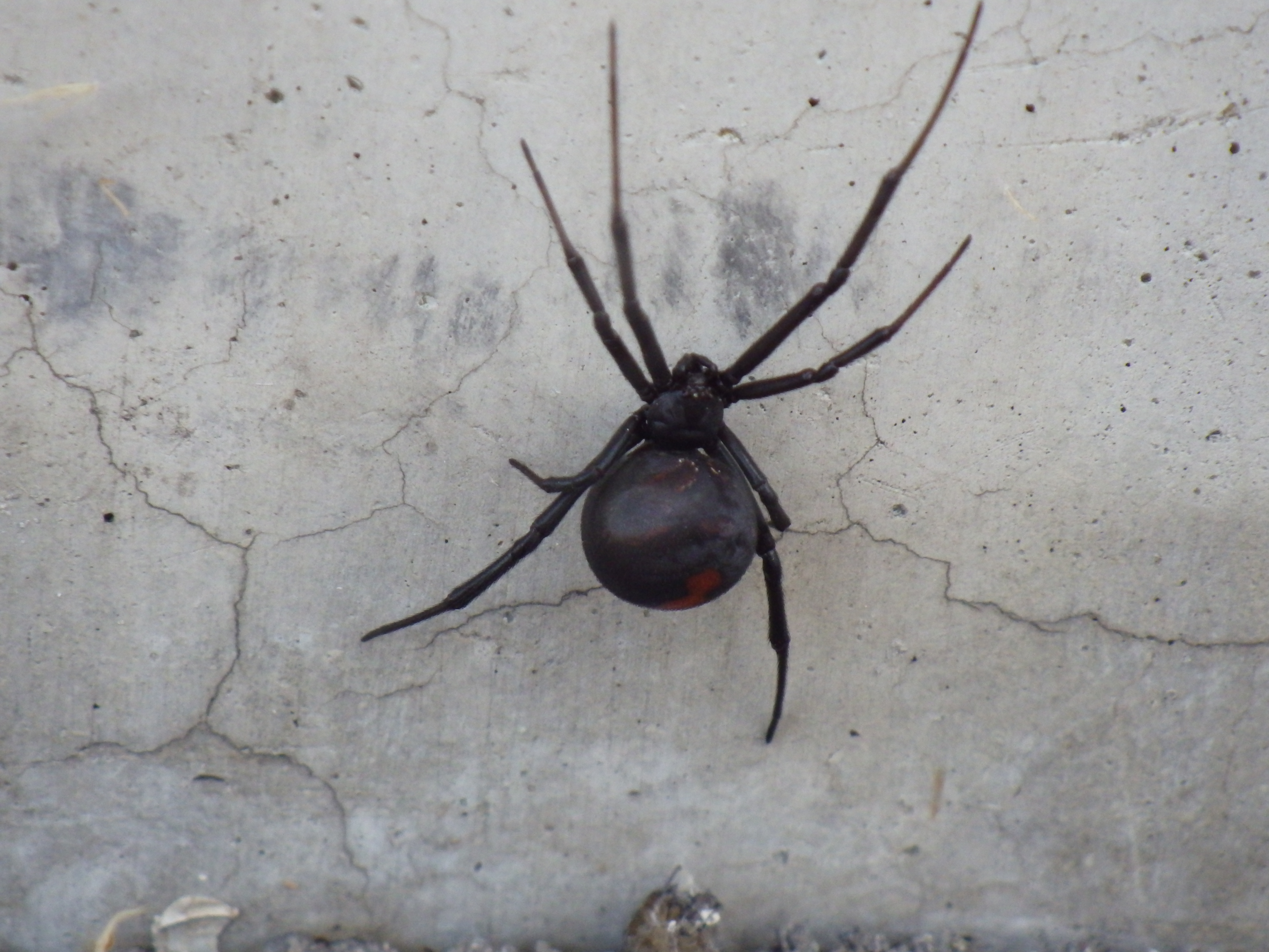 セアカゴケグモ