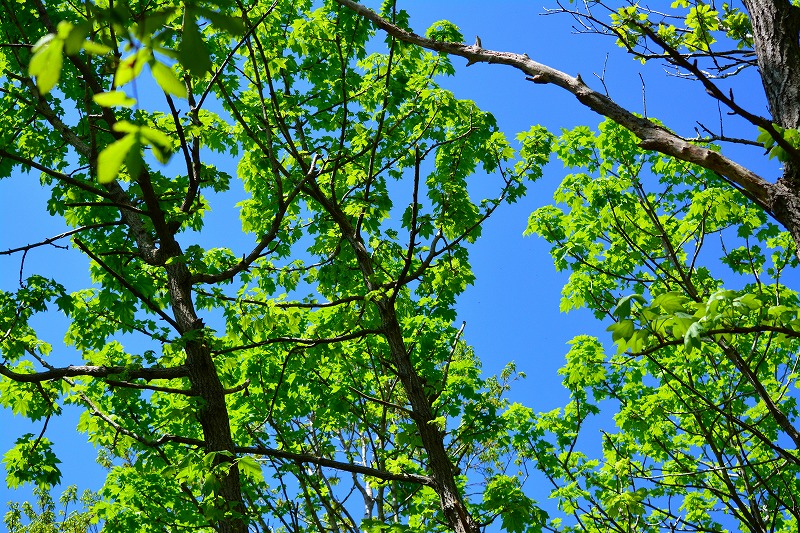 DSC_0897.jpg