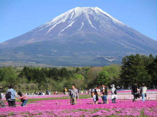 富士山と芝桜2