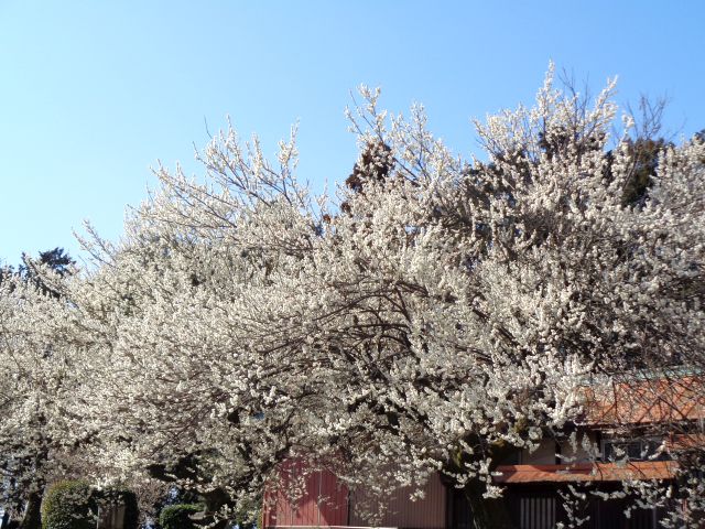 230307ume1.jpg