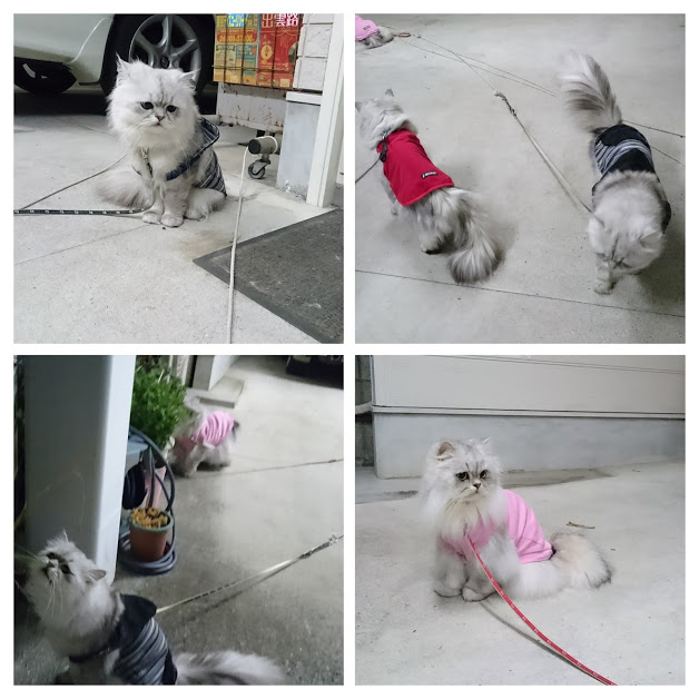 DSC_0208-COLLAGE.jpg