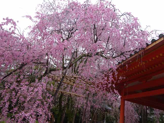 平安神宮 (65).JPG