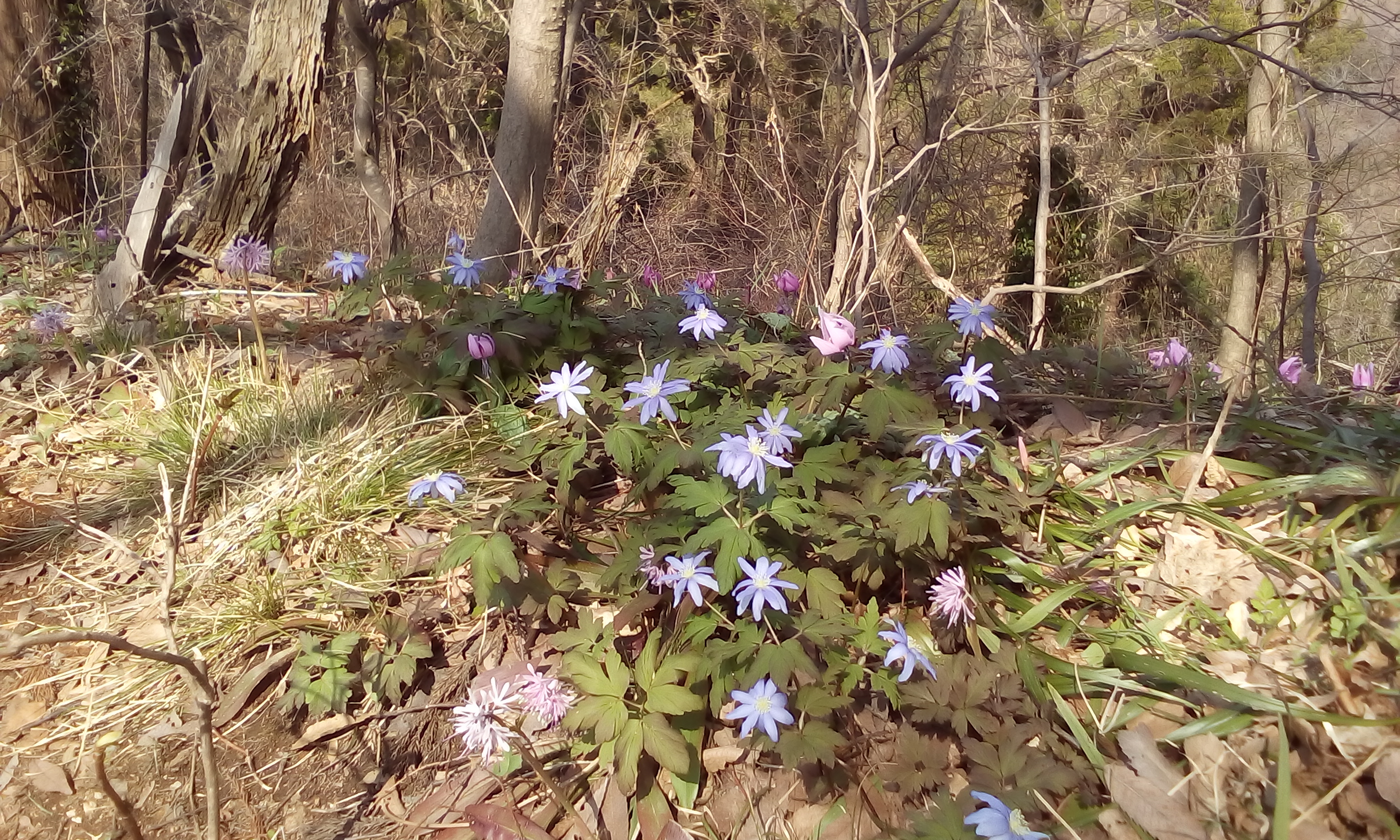 IMG_20170405_134554.jpg