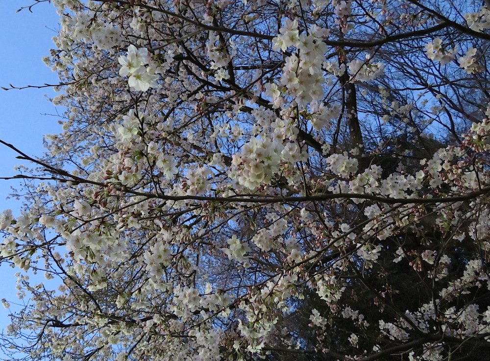 2018sakura025.JPG